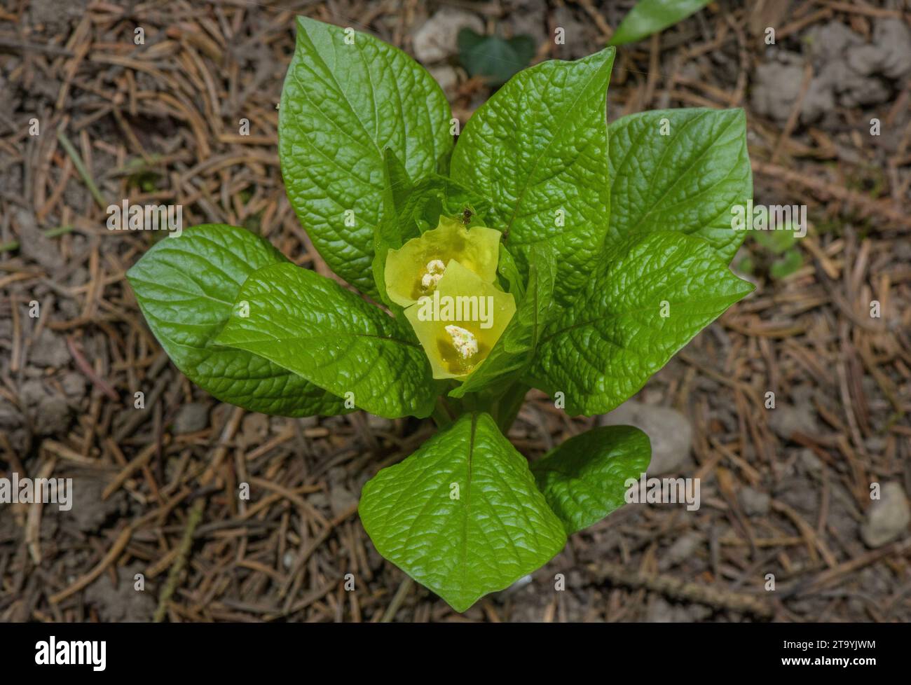 Yellow form of European scopolia, Scopolia carniolica forma hladnikiana, in flower in woodland, Slovenia. Stock Photo