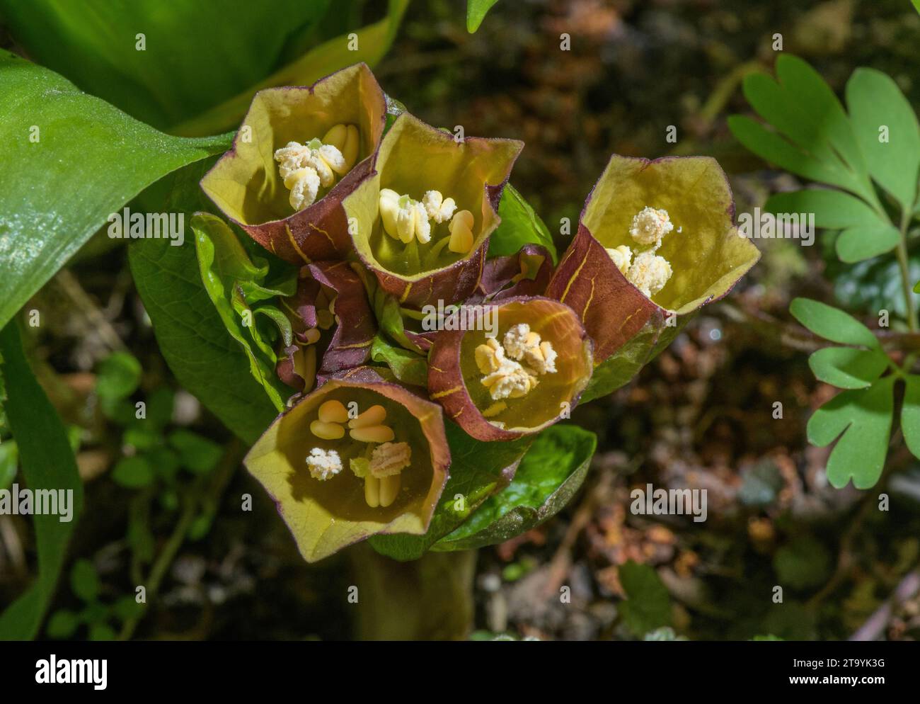 European scopolia, Scopolia carniolica, in flower in woodland, Slovenia. Stock Photo
