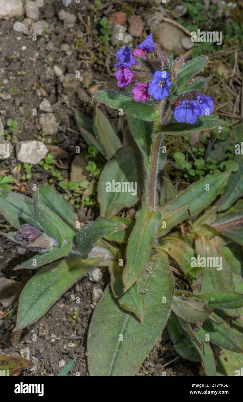 Narrow-leaved lungwort, Pulmonaria angustifolia, in flower in woodland, Slovenia. Stock Photo