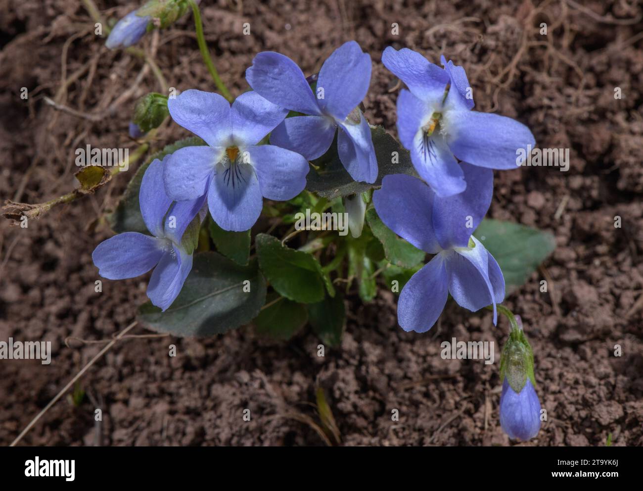 Hairy violet, Viola hirta in flower. Stock Photo