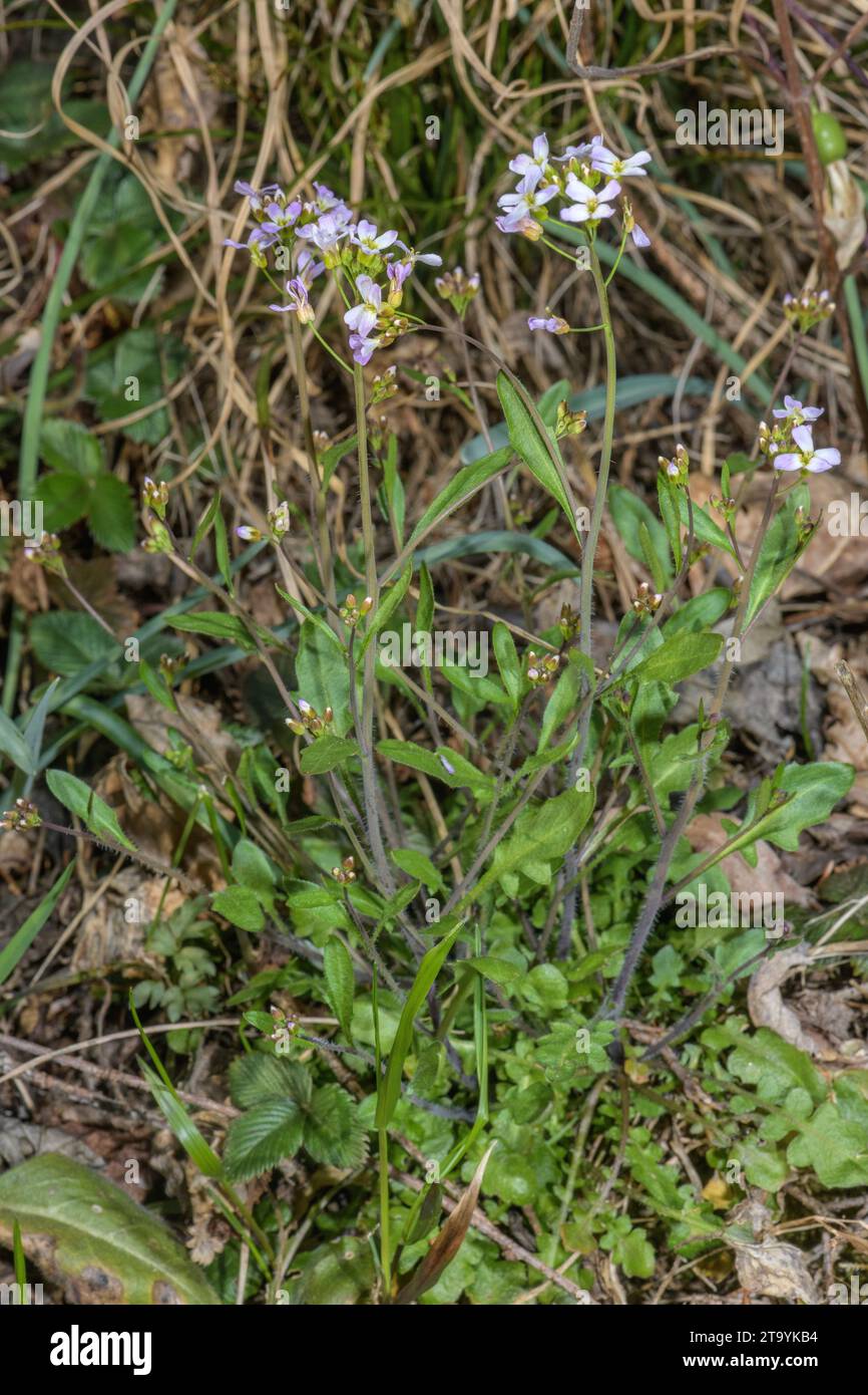 Arabidopsis halleri ssp. ovirensis, (Cardaminopsis halleri ssp. ovirensis) in flower in the Julian Alps. Stock Photo