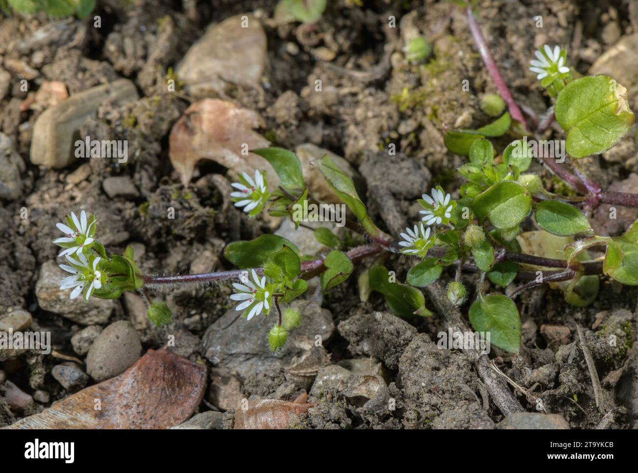 Common Chickweed, Stellaria media in flower in late winter. Stock Photo