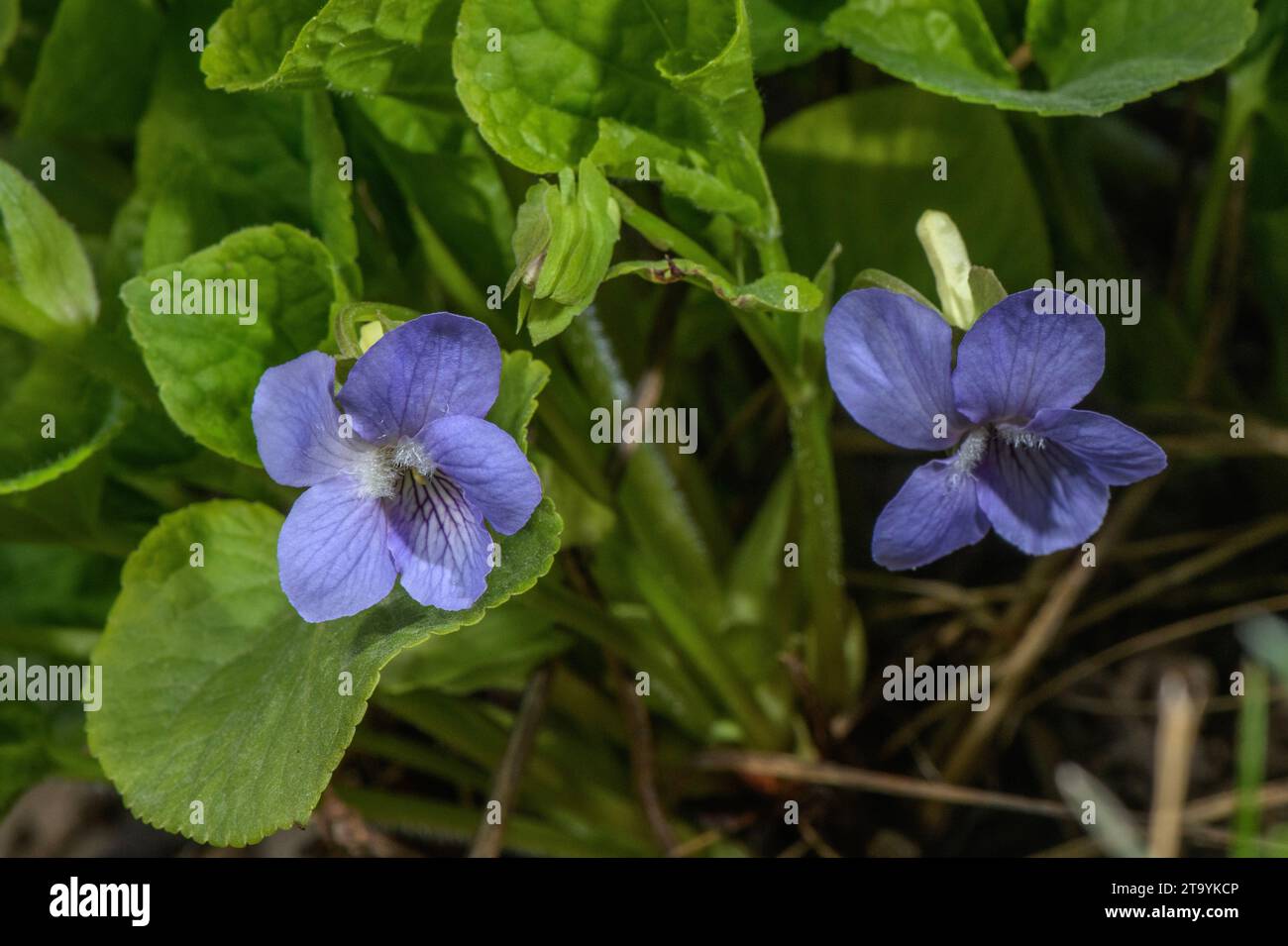 Viola mirabilis, in flower in spring; Austria. Stock Photo