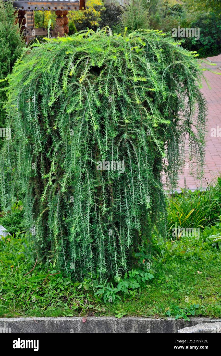 Ornamental coniferous tree weeping larch (Larix decidua Pendula) in garden landscape. Beautiful decorative plant on stam for landscape design of park Stock Photo