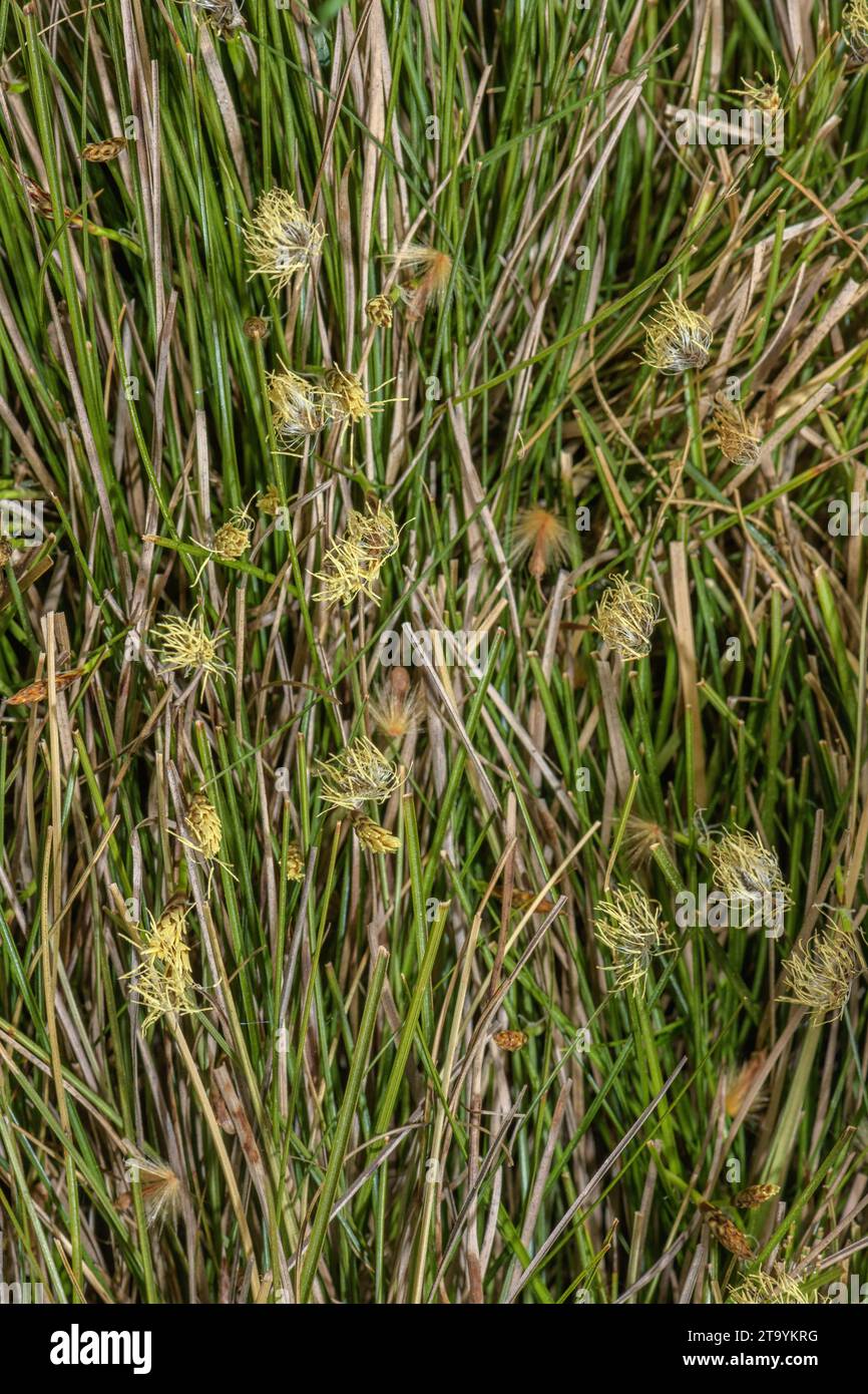 Dwarf Sedge, Carex humilis in flower on chalk grassland, in spring. Stock Photo