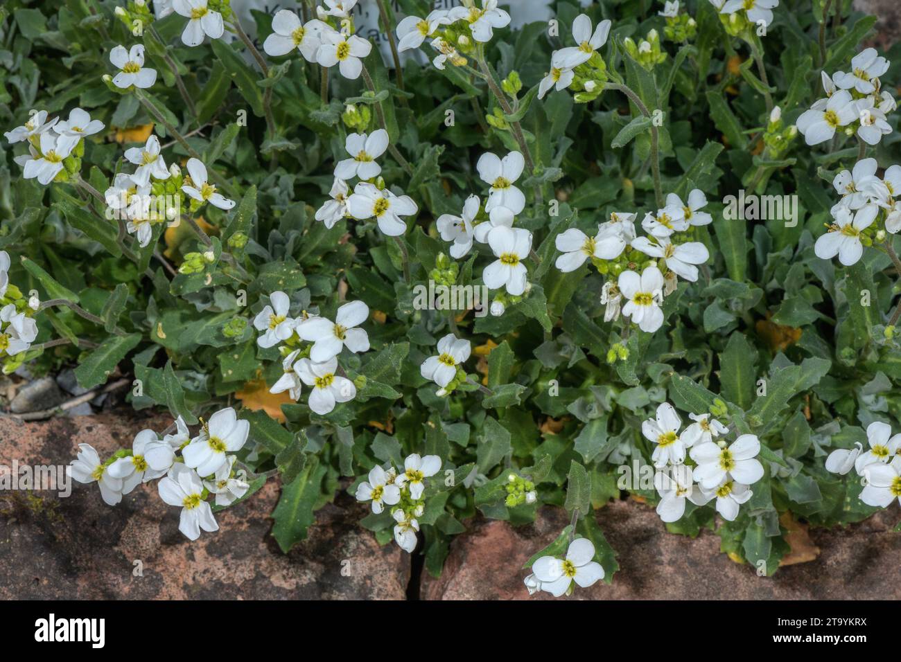 Caucasian rockcress, Arabis caucasica in flower, in cultivation. Stock Photo