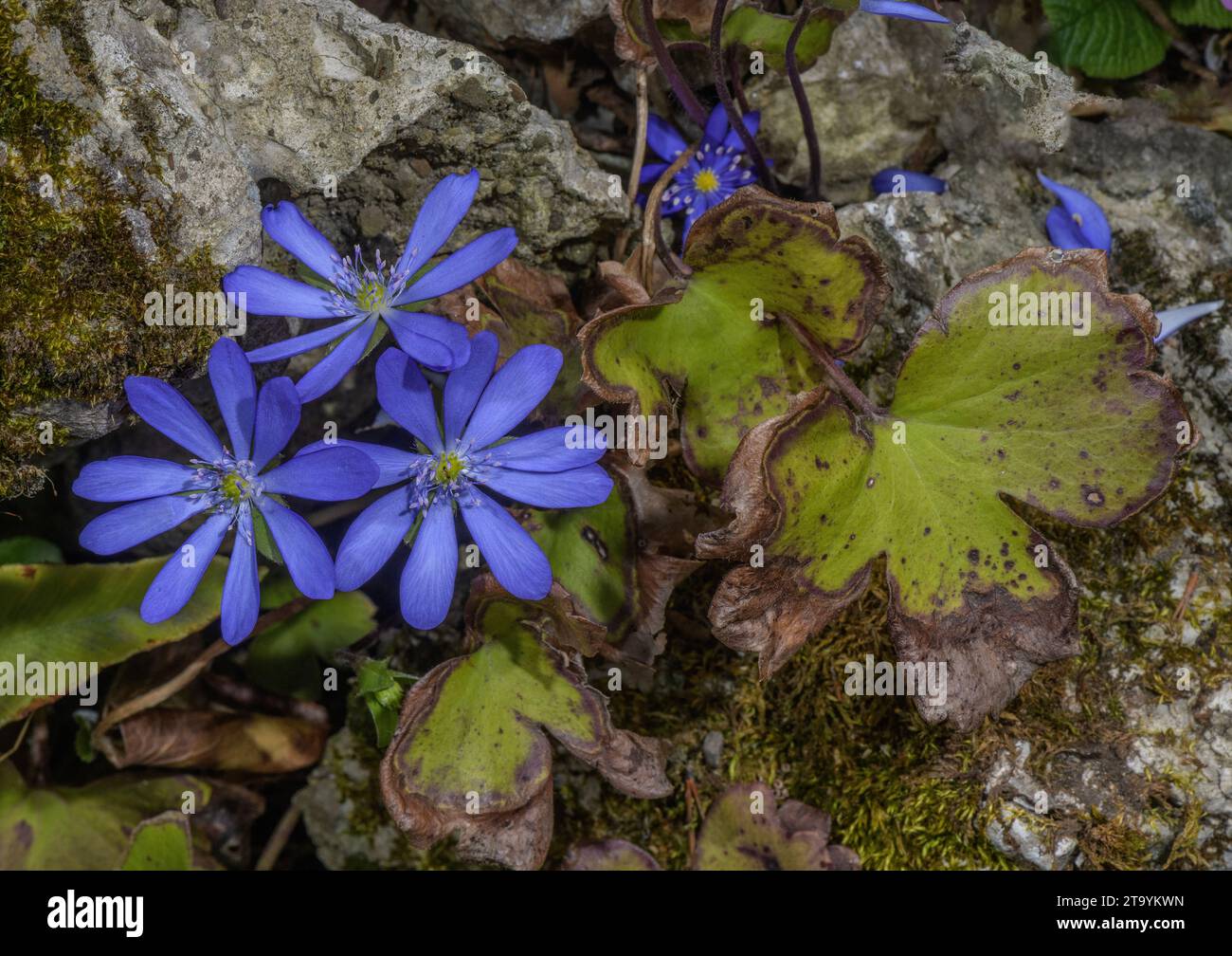 Large blue hepatica, Hepatica transsilvanica, in flower in spring. Romania. Stock Photo