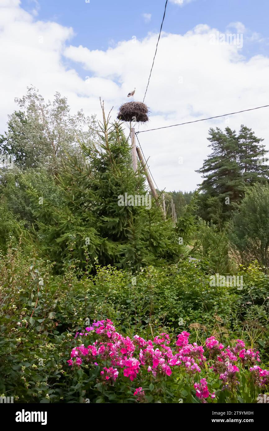Summer landscape with bright flowers and stork nests Stock Photo