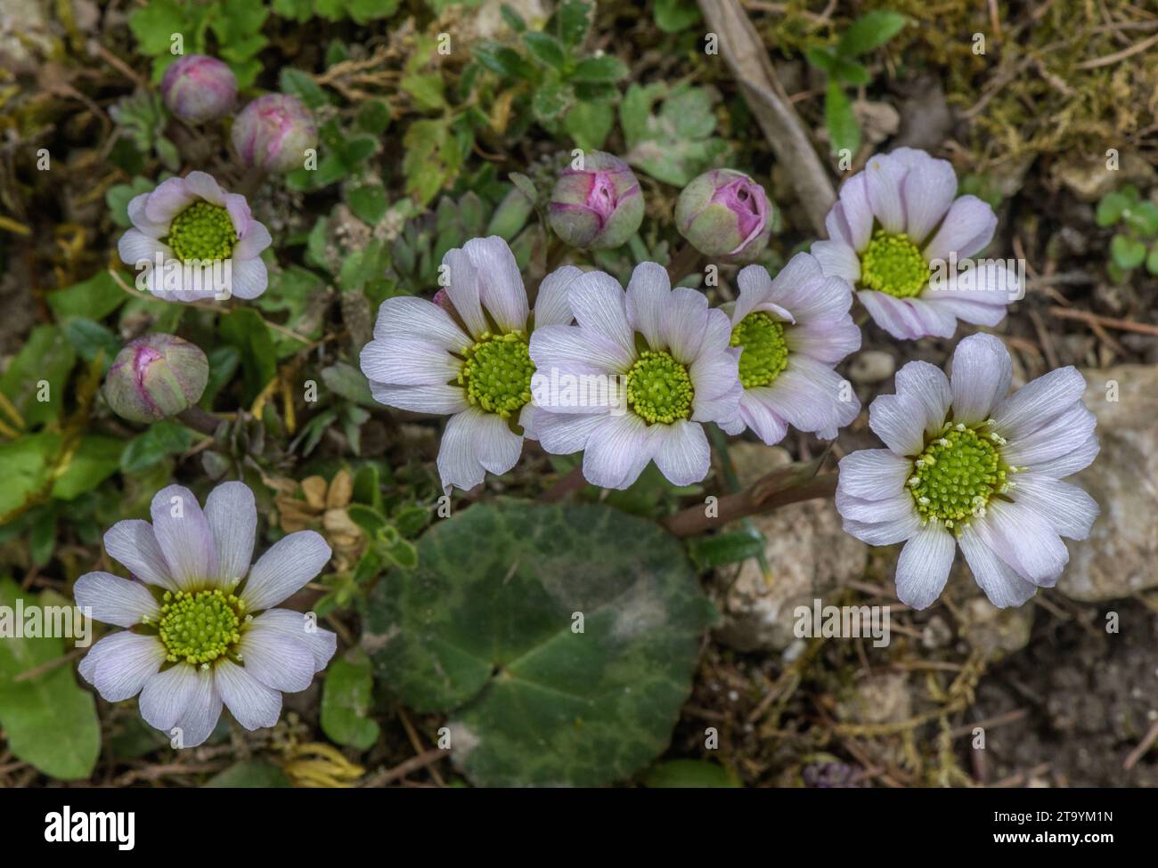 Callianthemum anemonoides in flower in the Austrian Alps. Stock Photo