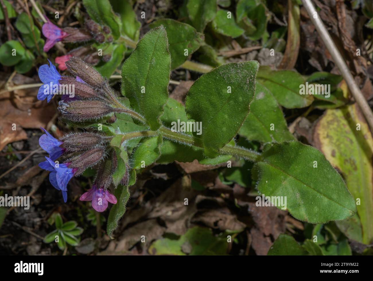 Common lungwort, Pulmonaria officinalis, in flower in spring. Stock Photo