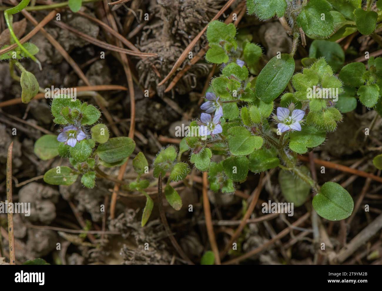 Ivy-leaved Speedwell, Veronica hederifolium in flower. Stock Photo