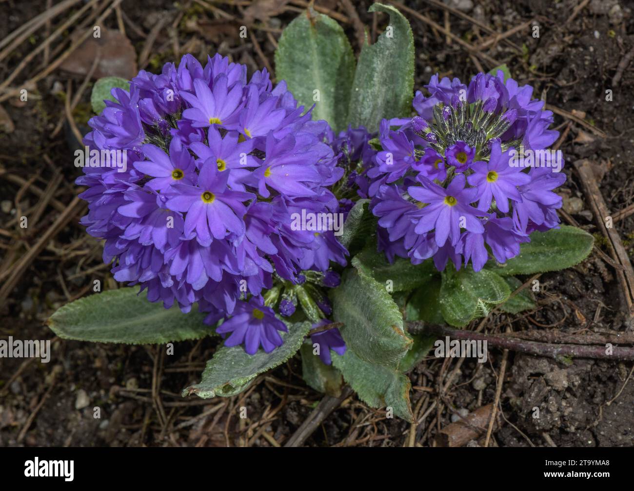 Primula denticulata coming into flower in spring. Stock Photo