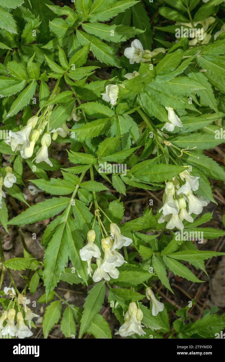 Kitaibel's Bitter-cress, Cardamine kitaibelii in flower in woodland in spring. Austria. Stock Photo