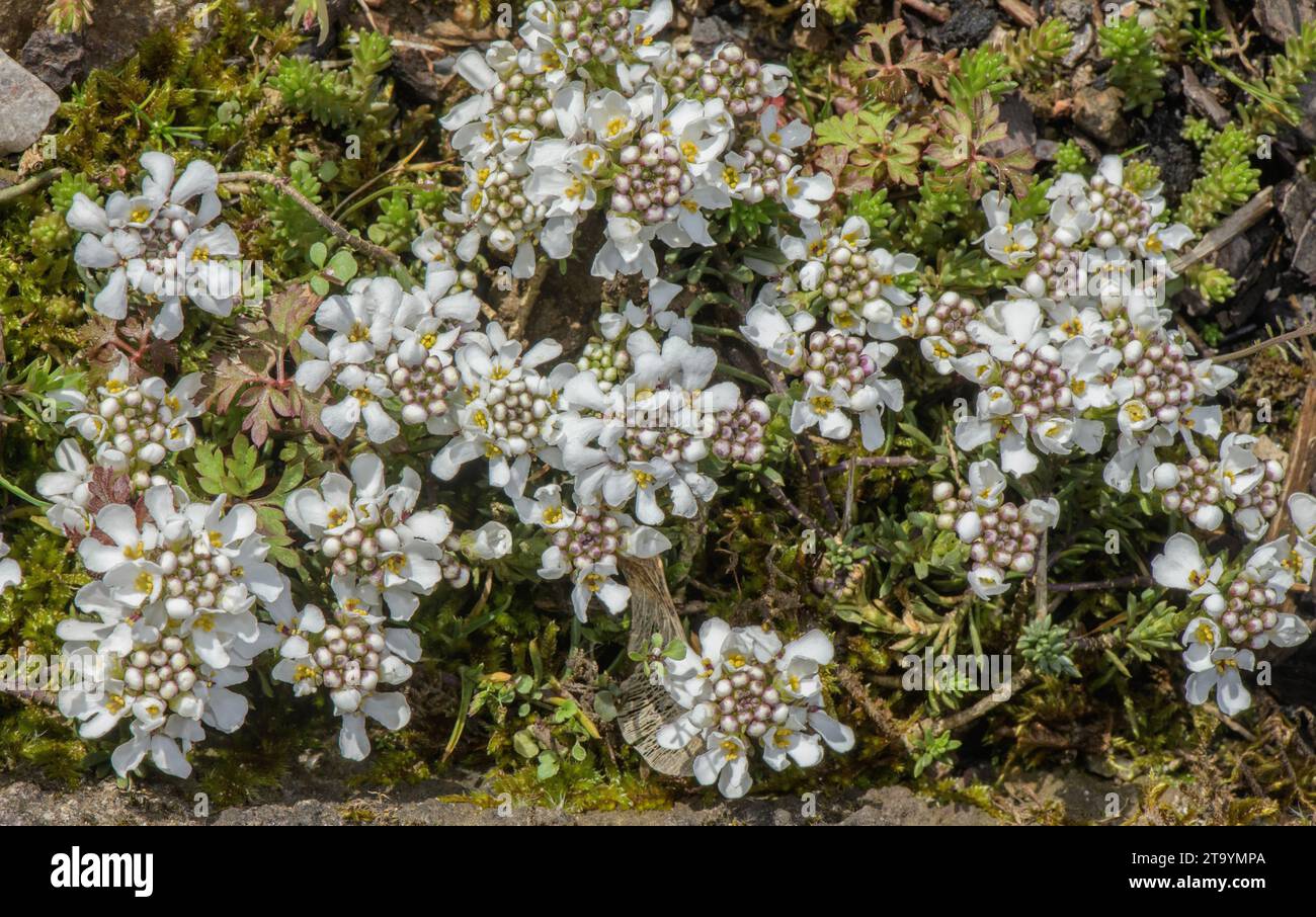 Rock candytuft, Iberis saxatilis in flower. Stock Photo