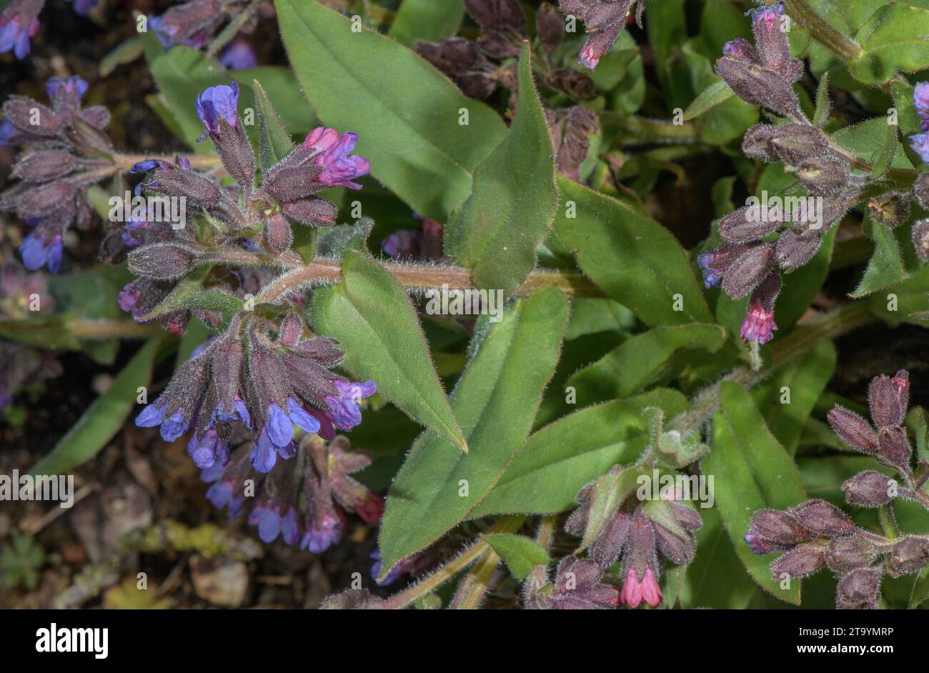 Mountain Lungwort, Pulmonaria montana in flower in spring. Southern Europe. Stock Photo