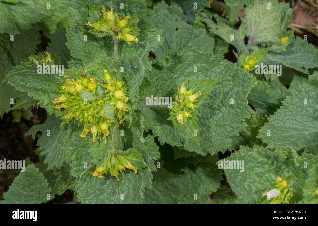 Yellow figwort, Scrophularia vernalis in flower in spring. Stock Photo
