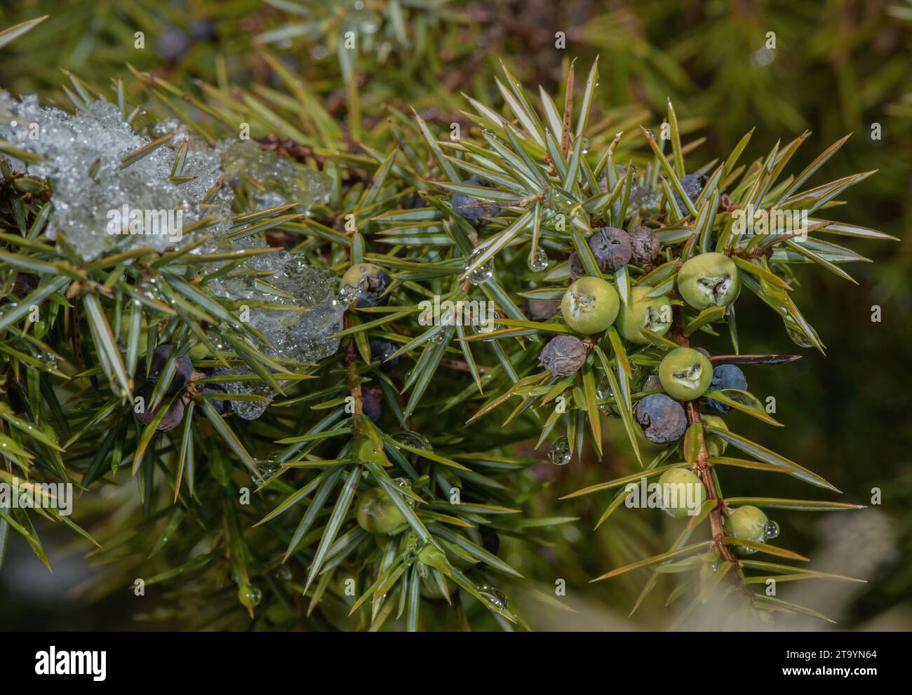 Common Juniper, Juniperus communis, with berries, in winter. Stock Photo