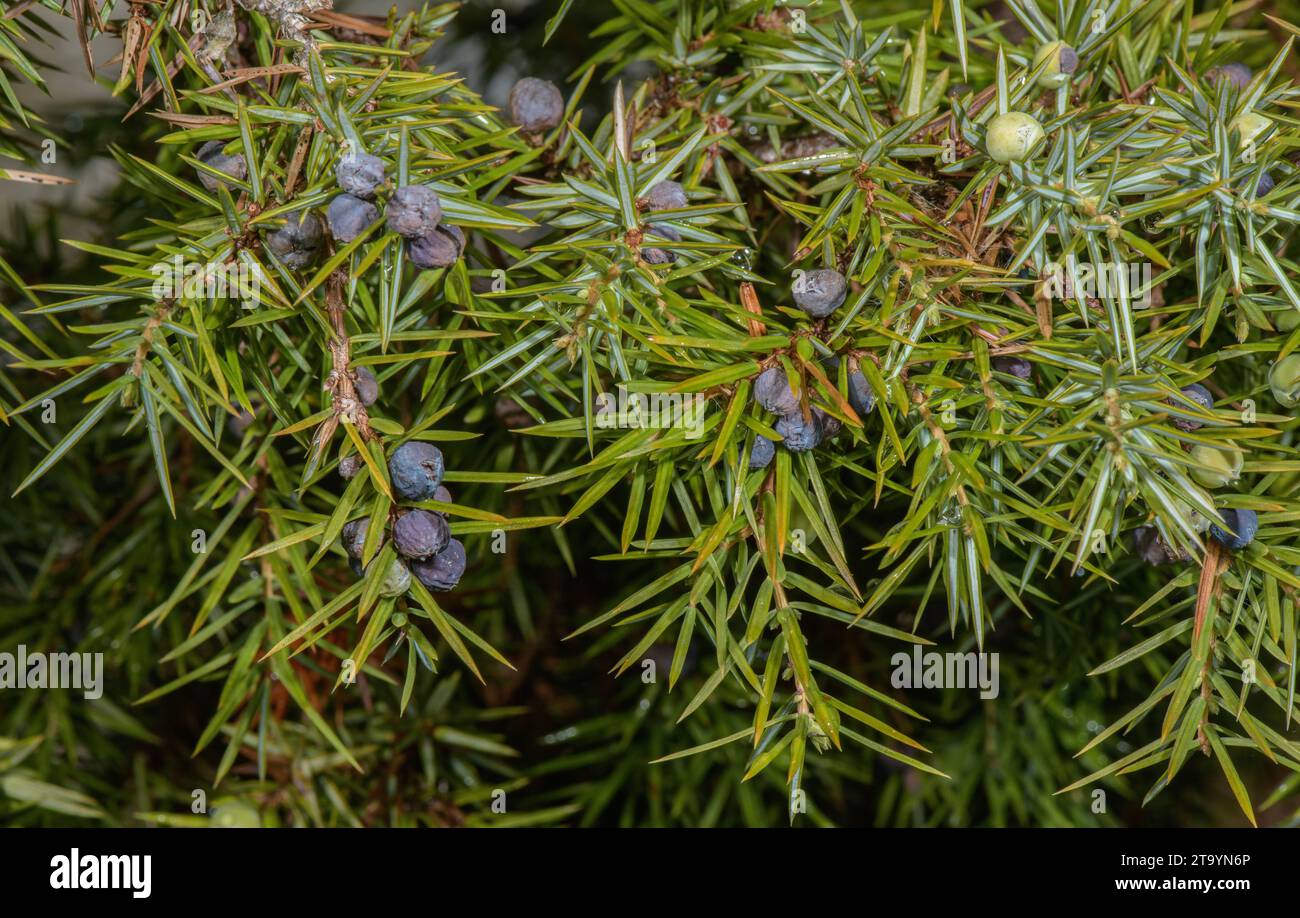Common Juniper, Juniperus communis, with berries, in winter. Stock Photo