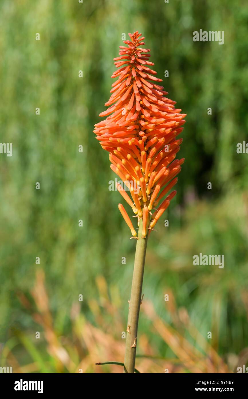 Kniphofia erecta hi-res stock photography and images - Alamy