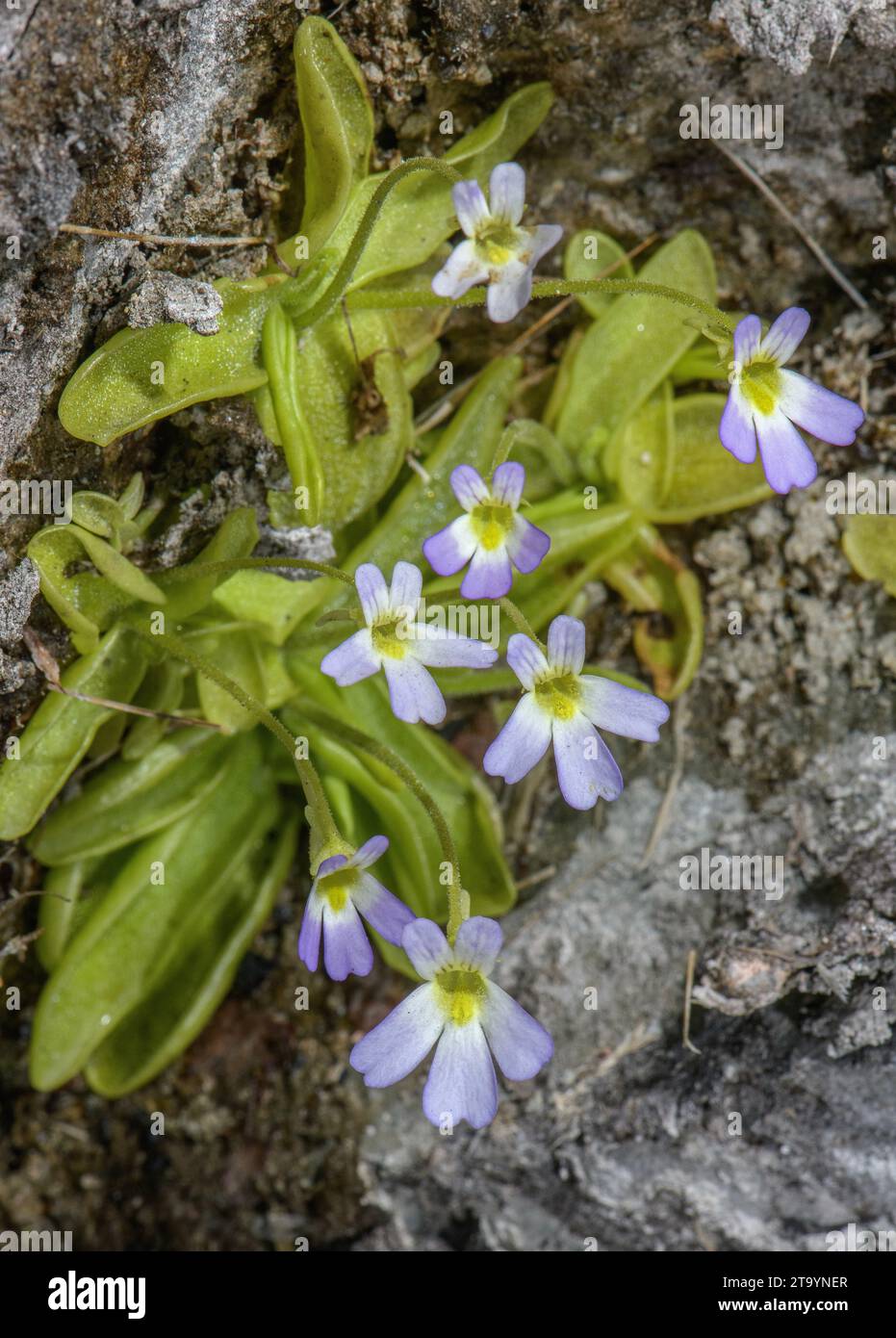 Butterwort, Pinguicula crystallina subsp. hirtiflora, on wet tufa in the Roya valley, Maritime Alps. Stock Photo
