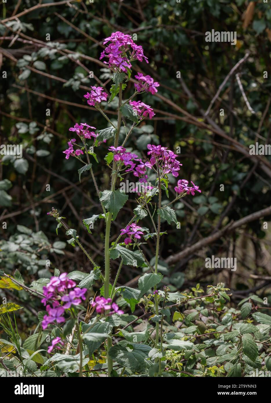 Honesty, Lunaria annua, in flower, spring. Stock Photo