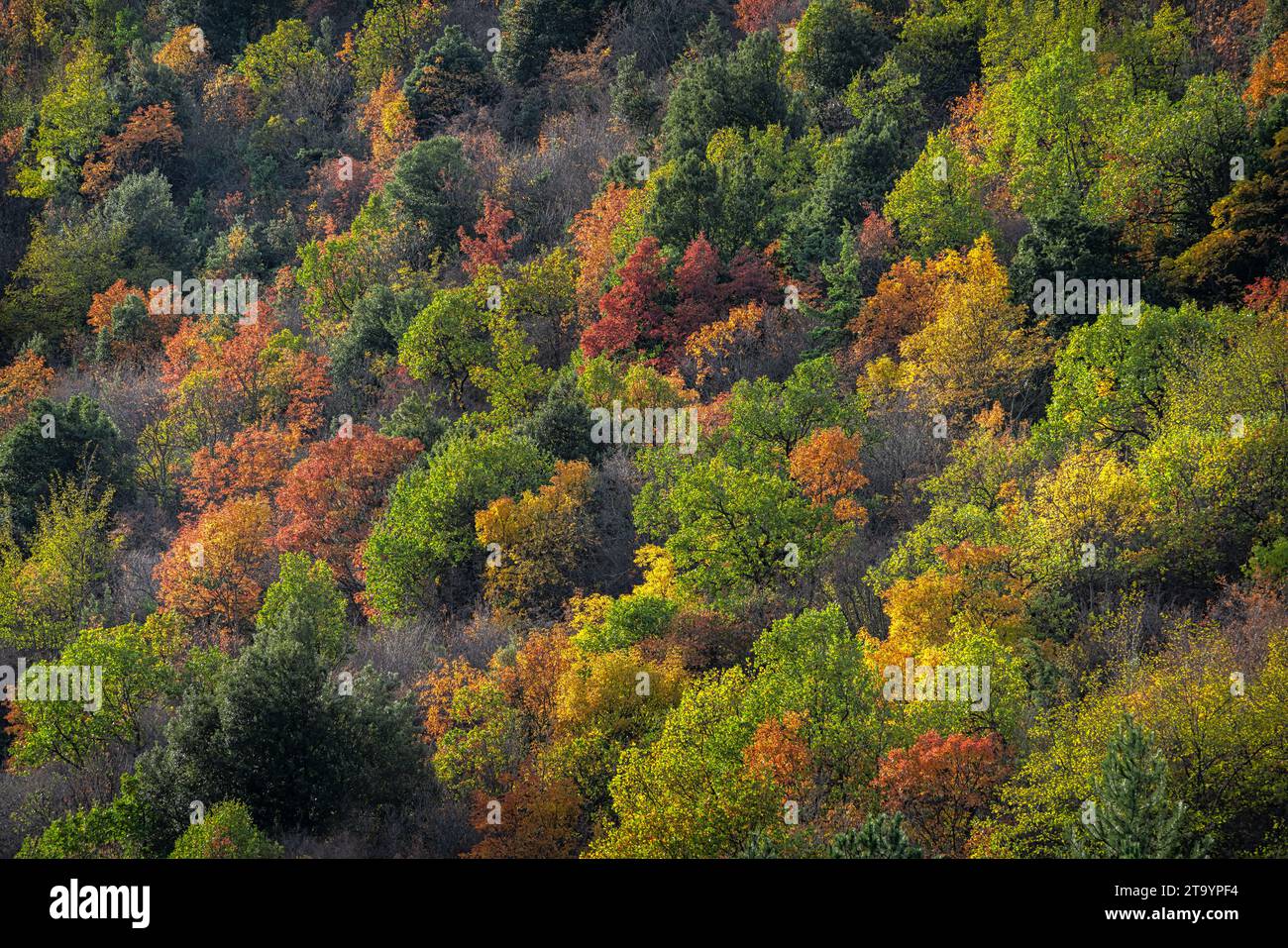 The beech, oak and maple woods of the mountains of the Maiella National Park are colored with the reds and yellows of autumn. Abruzzo, Italy, Europe Stock Photo