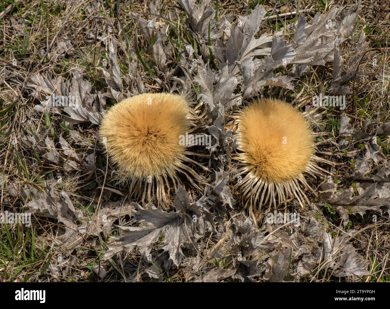 Acanthus-leaved Carline thistle, Carlina acanthifolia - flower heads from previous year. Queyras, France. Stock Photo