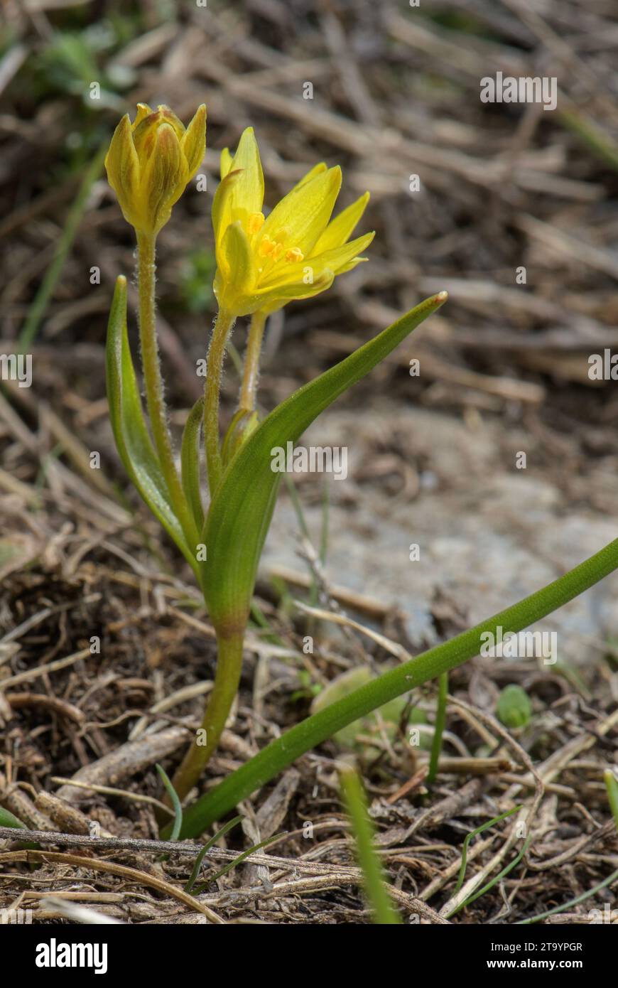 Field Star Of Bethlehem, Gagea villosa, in flower in pasture. French Alps. Stock Photo