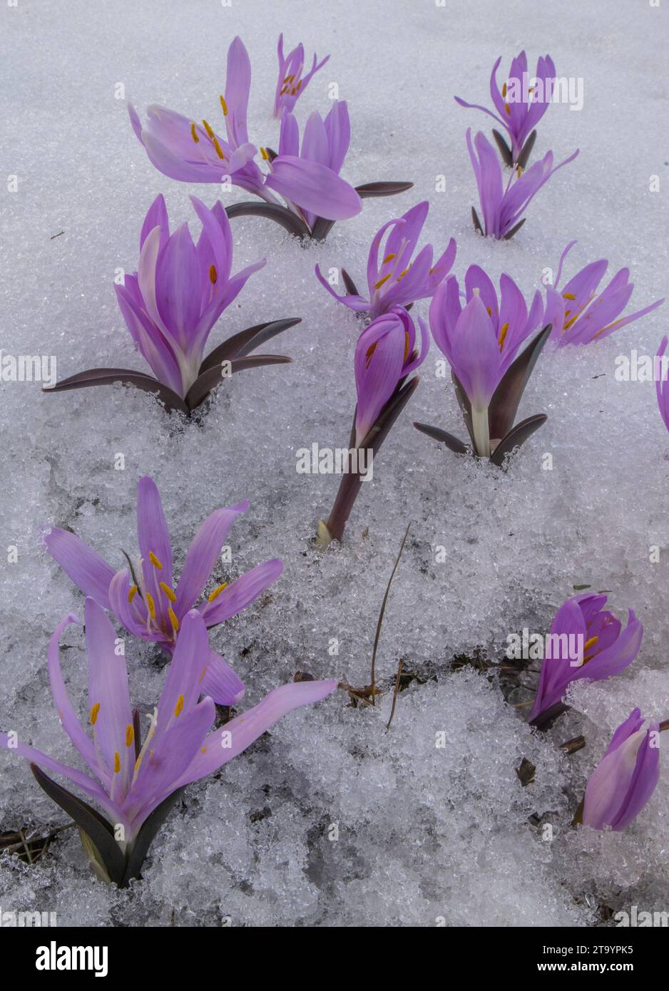 Photo: Abri Balcon hiver winter 02, Rocaille Echirolles Abri album, Le  Fakir