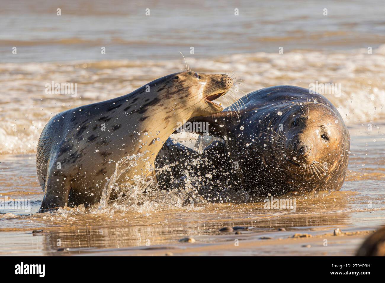 Grey seals playing with each other uk two adorable seals can be seen