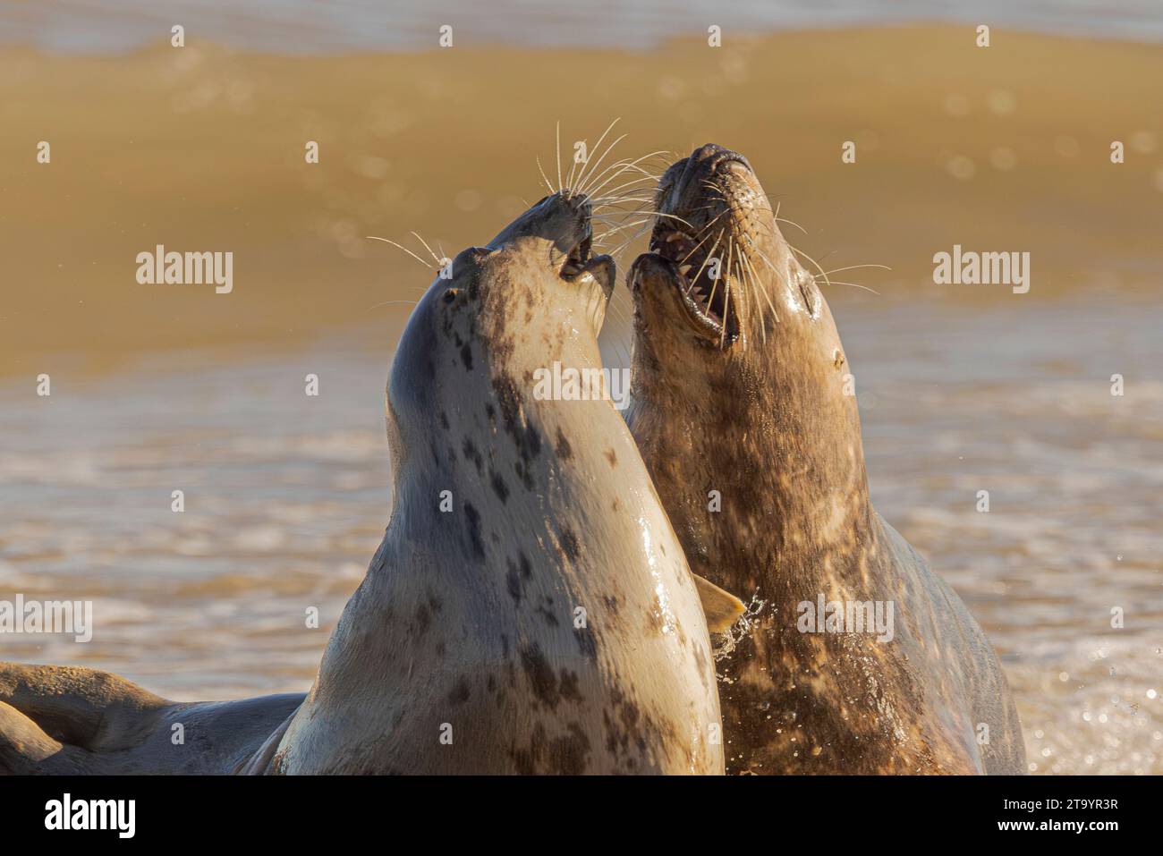 Grey seals engrossed in playing with each other uk two adorable seals