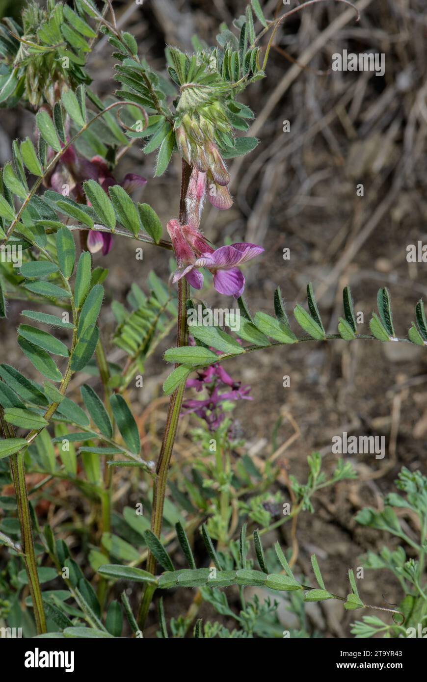 Reddish form of Hungarian Vetch, Vicia pannonica, in flower. France. Stock Photo