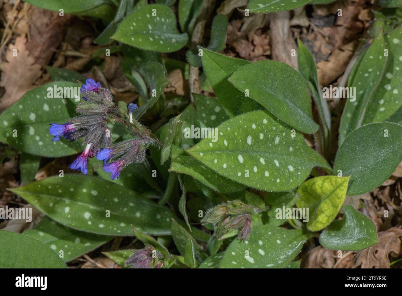 Bethlehem lungwort, Pulmonaria saccharata  in flower in spring. France. Stock Photo