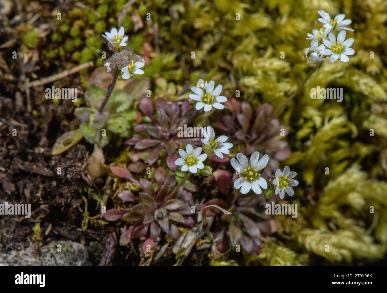 Common whitlowgrass, Draba verna, in flower in early spring. Stock Photo