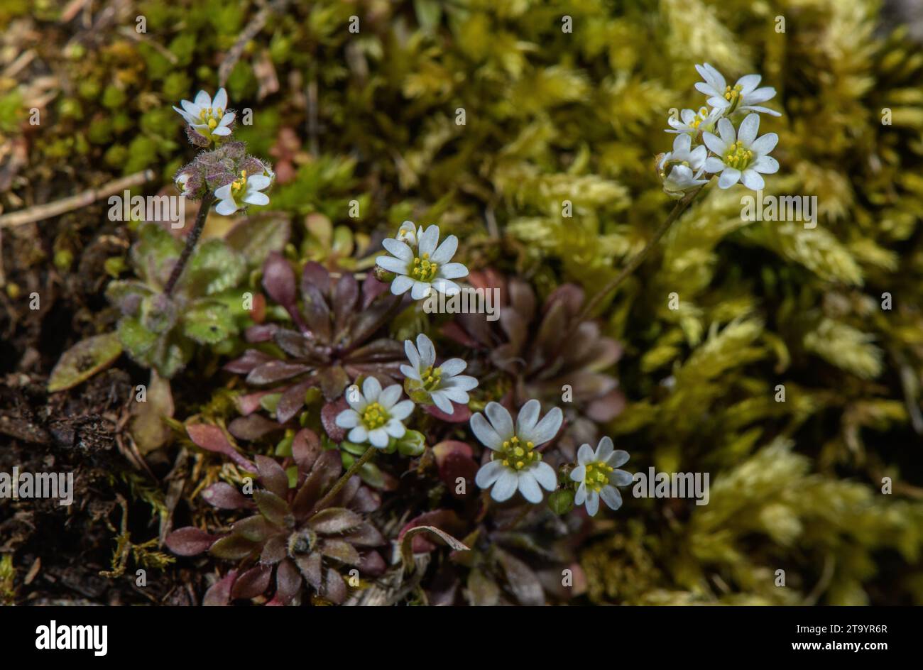 Common whitlowgrass, Draba verna, in flower in early spring. Stock Photo