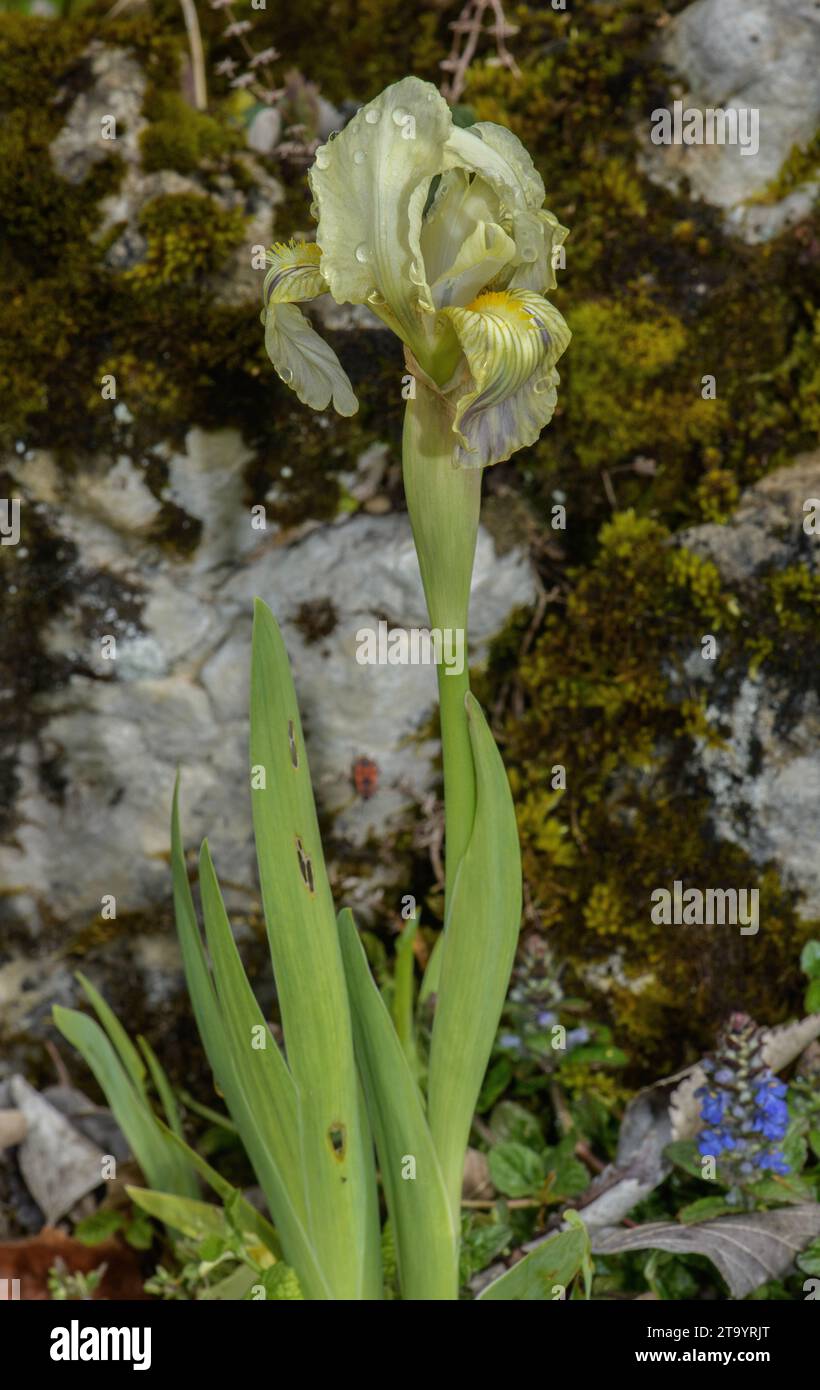 Garrigue Iris, Iris lutescens ssp. lutescens in flower, Provence. Stock Photo