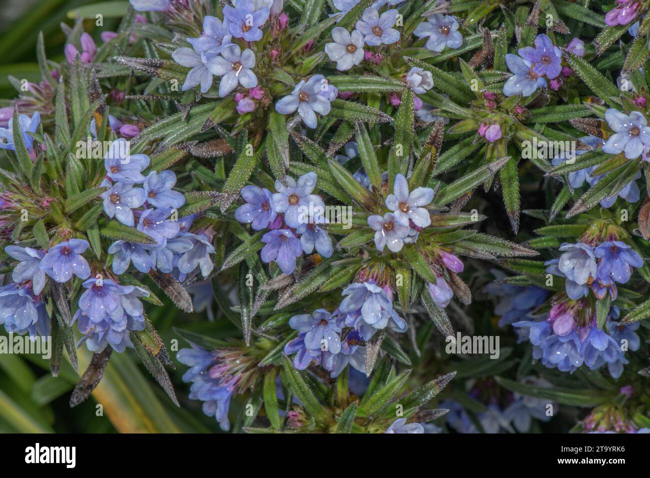 Zahn's gromwell, Lithodora zahnii in flower; endemic to the Mani, Greece. Stock Photo