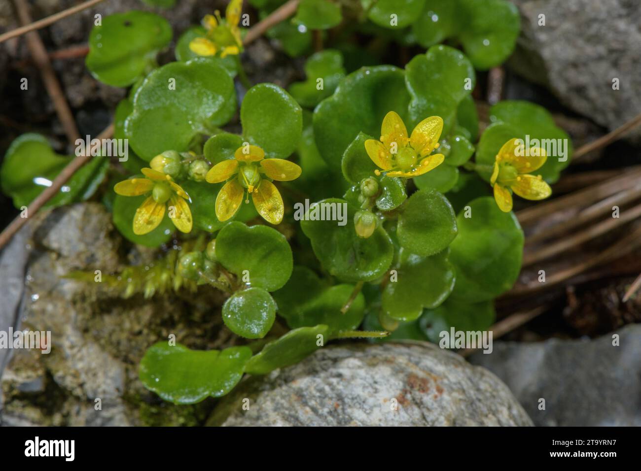 Celandine Saxifrage, Saxifraga cymbalaria in flower in spring. Stock Photo