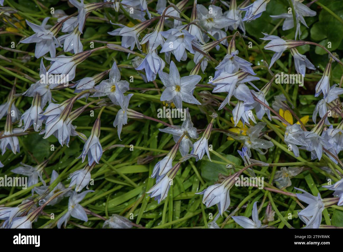 Spring starflower, Ipheion uniflorum, in flower in spring, in garden. Stock Photo