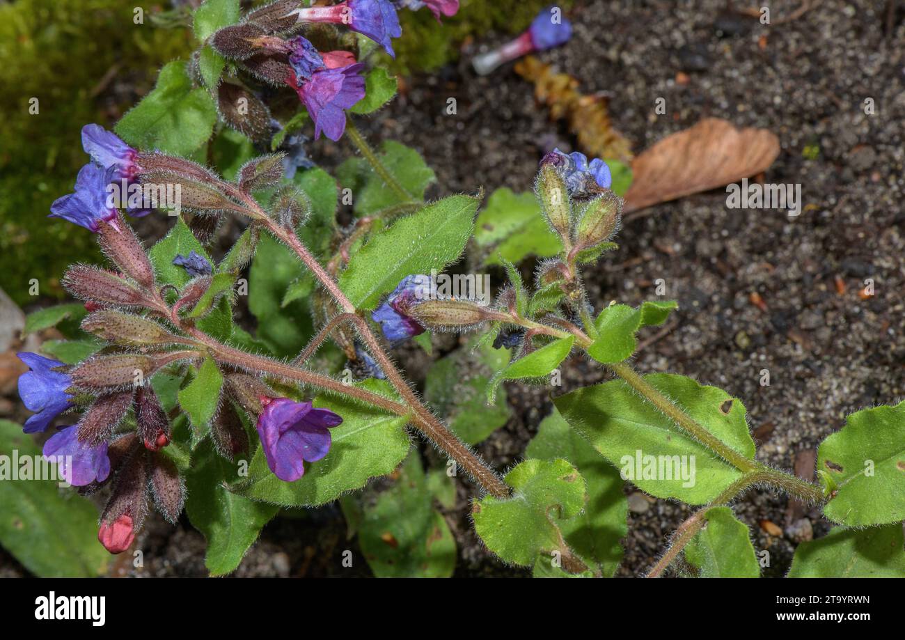 Swiss Lungwort, Pulmonaria helvetica, in flower in spring; endemic to Switzerland. Stock Photo