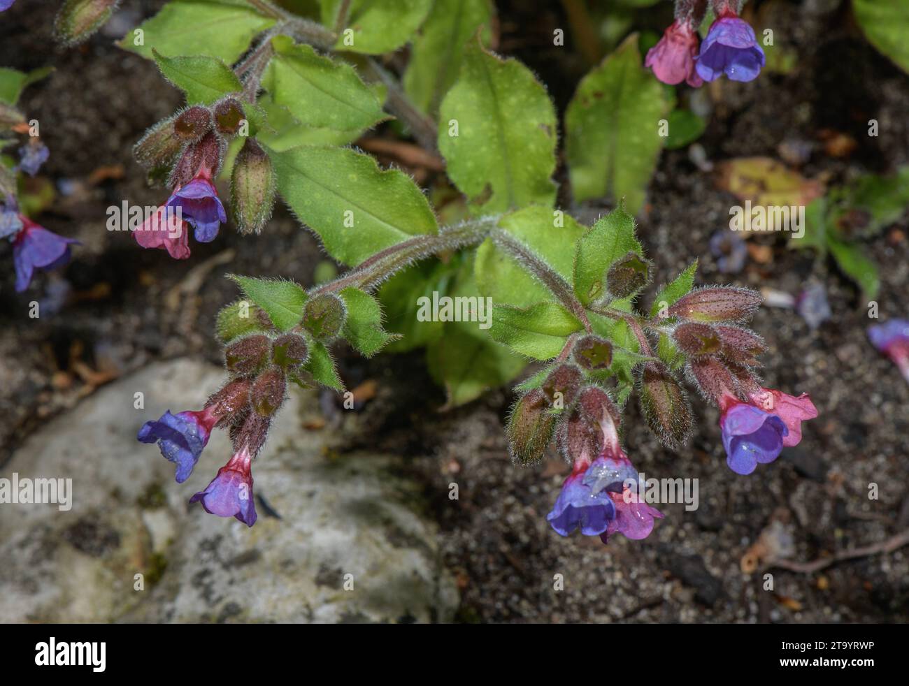 Swiss Lungwort, Pulmonaria helvetica, in flower in spring; endemic to Switzerland. Stock Photo