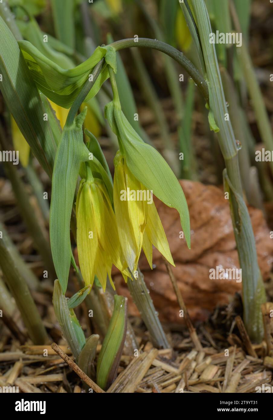 Large-flowered bellwort, Uvularia grandiflora, coming into flower in woodland; eastern North America. Stock Photo