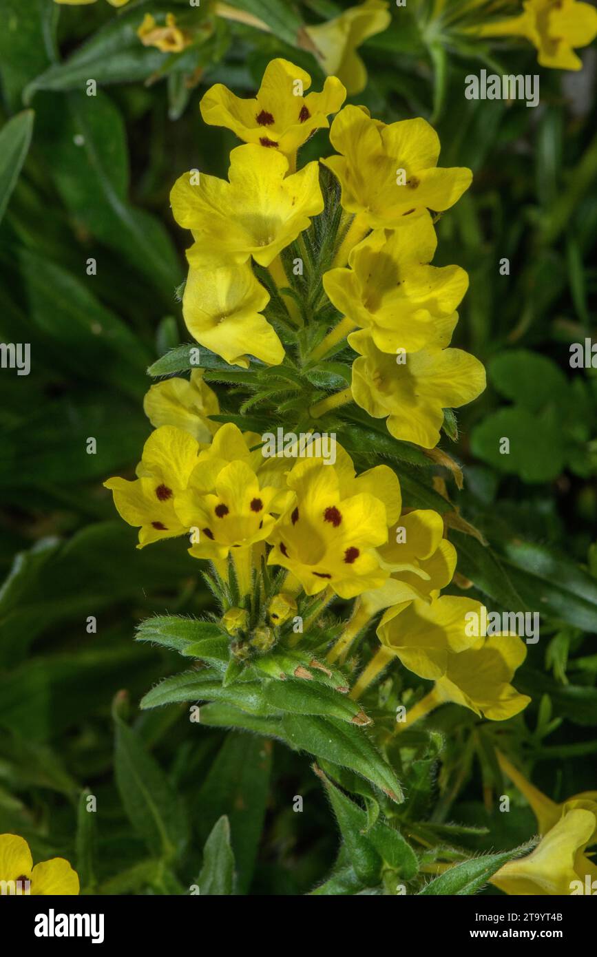 Prophet's Flower, Arnebia pulchra, in flower; from the Caucasus. Stock Photo