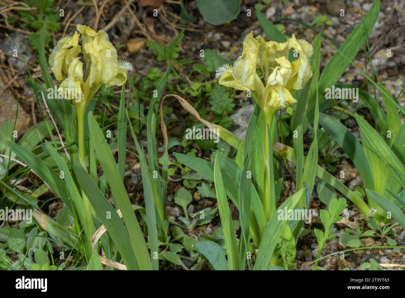 Dwarf iris, Iris pumila in flower, Balkans. Stock Photo