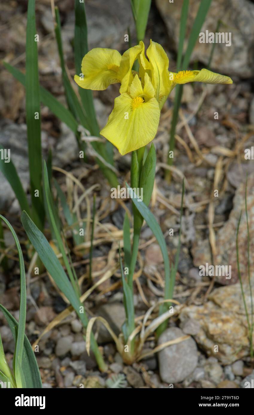 Sand Iris, Iris arenaria in flower, Hungary. Stock Photo