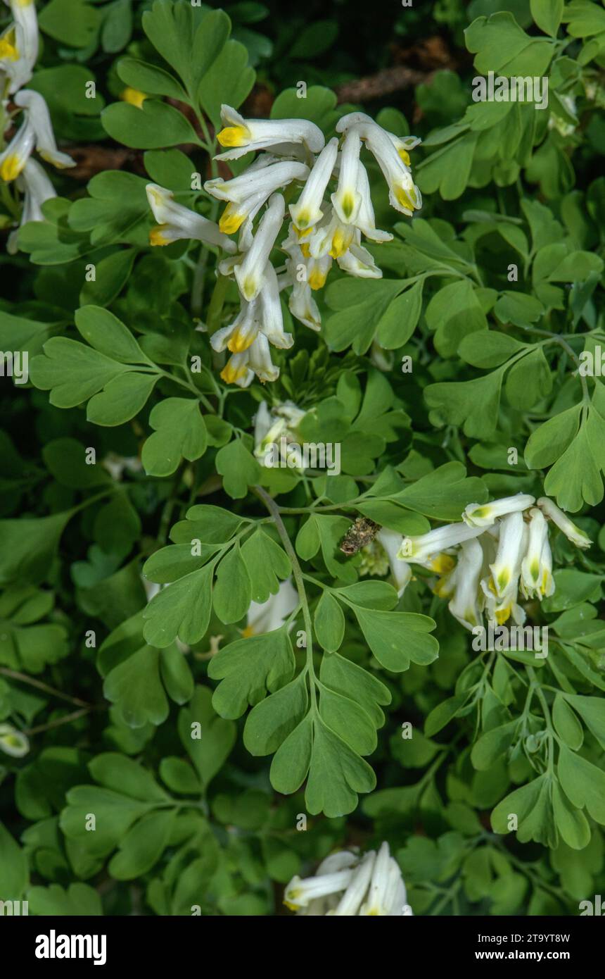 White corydalis, Pseudofumaria alba  ssp. acaulis, in flower; Slovenia Stock Photo