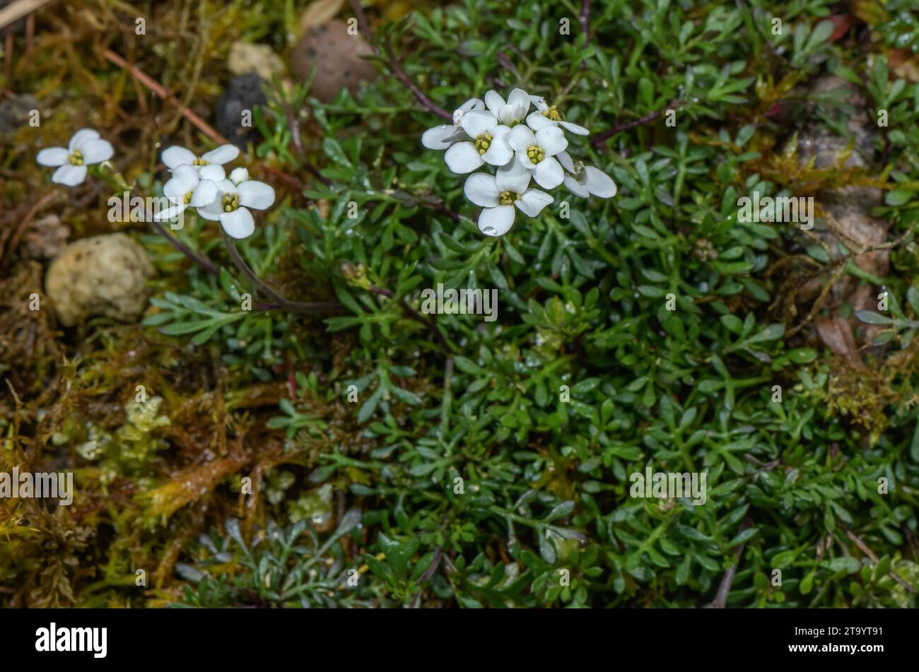Chamois Cress, Hornungia alpina, in flower. Stock Photo