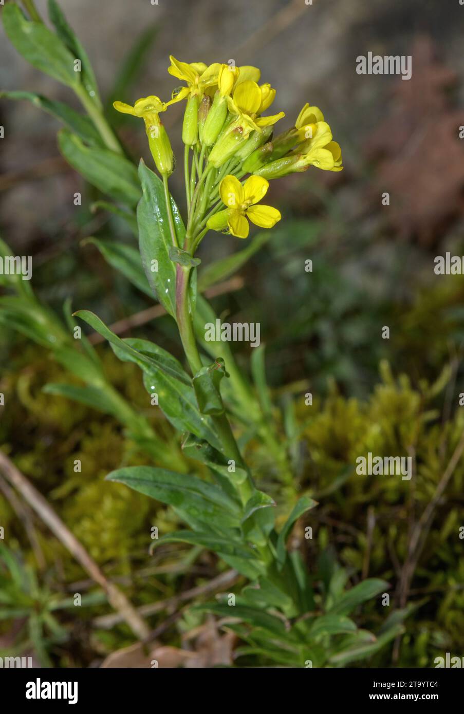 Swiss treacle mustard, Erysimum rhaeticum, in flower, in the Swiss Alps. Stock Photo