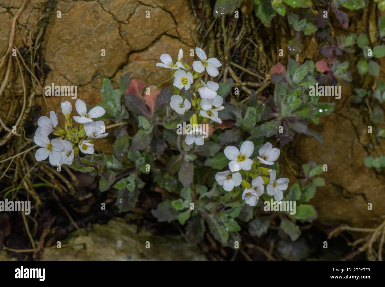 An Alpine rock-cress, Arabis caucasica in flower in the Alps. Stock Photo