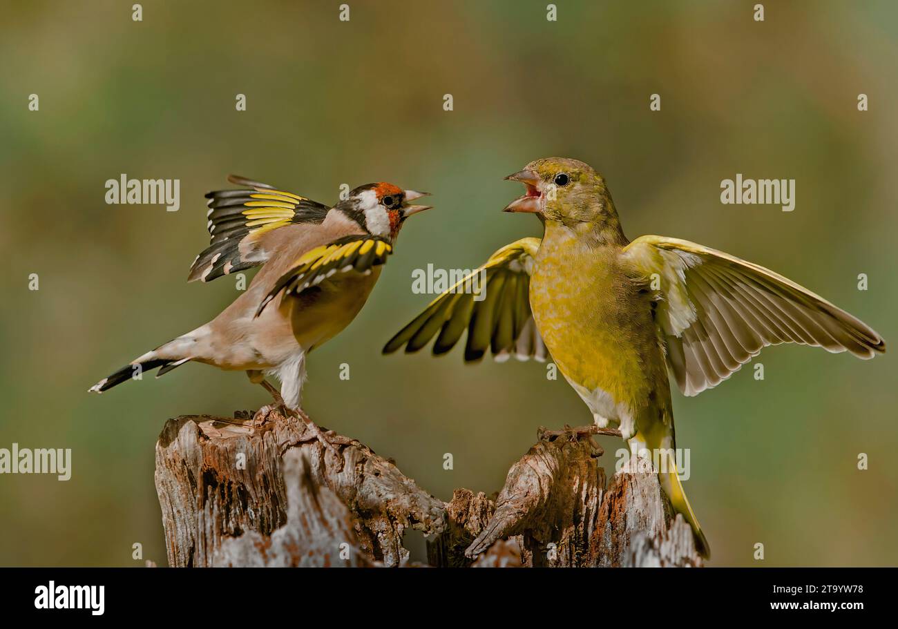 Goldfinch bird furious with greenfinch bird SCOTLAND TWO FURIOUS birds were pictured having a heated squabble over their rights to a stump of wood at Stock Photo
